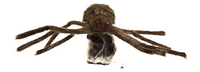 Grande araignée bondissante-Avant
