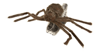 Grande araignée bondissante-Côté droit