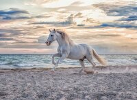 Ravensburger puzzel Paard op het strand-Vooraanzicht