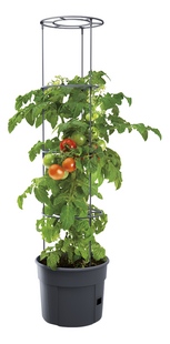 Prosperplast tomatenpot antraciet-Artikeldetail