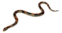 Figuur slang python