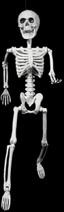 Skelet 60 cm