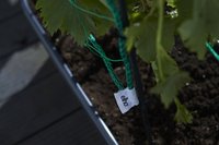 Elho jardinière Green Basics Veggie Wall-Détail de l'article